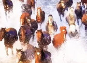 三亿体育体育亚洲官网-包含雄鹿完成绝地逆转，惊险胜出的词条